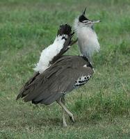 Kori Bustard p.114