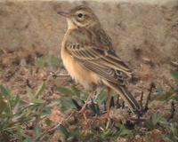 Richard's Pipit