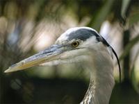 Great Blue Heron head a.jpg (37579 bytes)