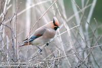 Fig. 12. Japanese Waxwing : 홍여새