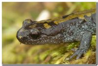 : Ambystoma macrodactylum krausei; Long-toed Salamander