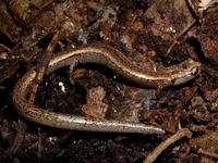 : Batrachoseps gregarius; Gregarious Slender Salamander