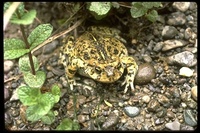 : Bufo boreas halophilus; California Toad