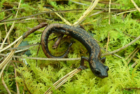 : Bolitoglossa rostrata