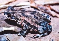 : Bufo granulosus