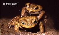 : Bufo ictericus