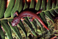 : Ensatina eschscholtzii; Ensatina