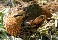 : Bambusicola fytchii; Chinese Bamboo Partridge