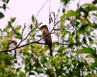 : Contopus virens; Eastern Wood Pewee