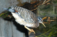 : Eurypyga helias; Sunbittern