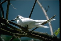 : Gygis alba; Fairy Tern