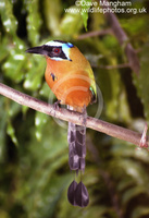 : Momotus momota; Blue-crowned Motmot