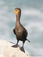 : Phalacrocorax auritus; Double-crested Cormorant