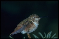 : Selasphorus rufus; Rufous Hummingbird