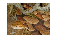 : Agkistrodon contortrix; Copperhead