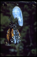 : Danaus plexippus; Monarch Butterfly