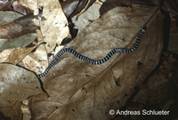 : Micrurus lemniscatus lemniscatus