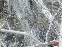 : Sceloporus occidentalis biseriatus