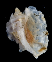 : Coralliobia fimbriata