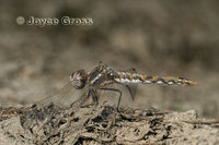 : Sympetrum corruptum; Variegated Meadowhawk