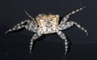: Pachygrapsus planifrons