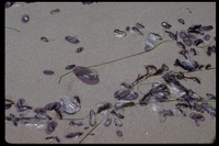 : Velella lata; By-the-wind-sailor
