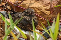 Savanna Nightjar ( Caprimulgus affinis )