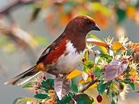 방울새 유사 종(towhee)