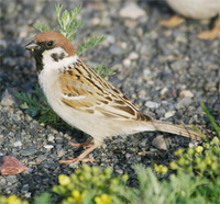 Tree Sparrow