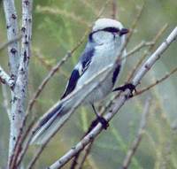 Azure Tit