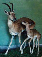 푸스고와 Przewalski's Gazelle (Procapra przewalskii)