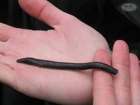 Hirudo medicinalis - Medicinal Leech