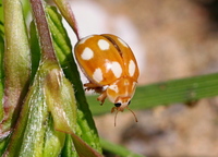 Calvia decemguttata