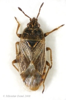 Chilacis typhae
