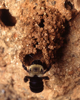 Anthophora abrupta