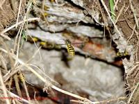 Vespula germanica - German Wasp