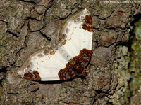 Mesoleuca albicillata - Beautiful Carpet