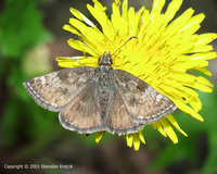 Erynnis tages - Dinky Skipper