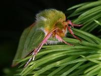 Pseudoips prasinana - Green Silver-lines