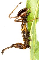 Stauropus fagi - Lobster Moth