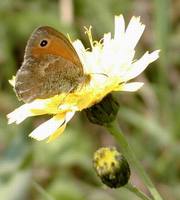 Coenonympha pamphilus - Small Heath