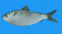Harengula thrissina, Pacific flatiron herring: fisheries, bait