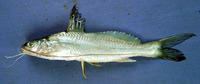 Mystus cavasius, Gangetic mystus: fisheries