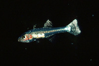 Pseudamiops gracilicauda, Graceful-tailed cardinalfish: