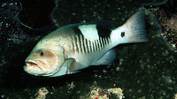 Gracila albomarginata, Masked grouper: fisheries, gamefish