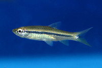 Rasbora dusonensis, Rosefin rasbora: aquarium