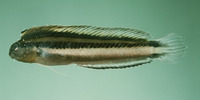 Meiacanthus anema, Threadless blenny: aquarium