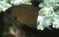 Chromis alleni, Allen's chromis: