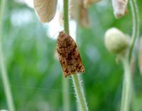 Archips oporana