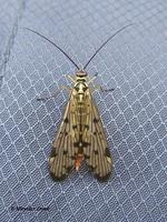 Panorpa communis - Scorpion Fly